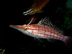 Longnose hawkfish very curious watching itself reflected ... by Tony Otion 